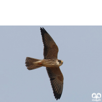 گونه شاهین پاسرخ Red-footed Falcon